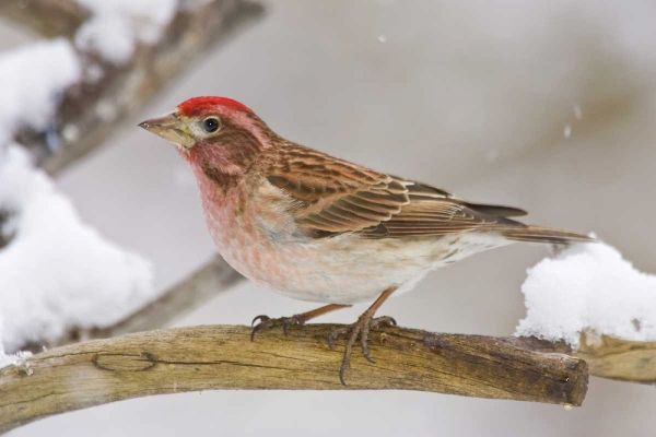 CO, Frisco Cassins finch perched on branch